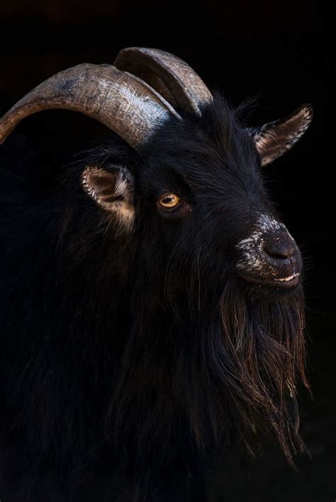 black phillip goat
